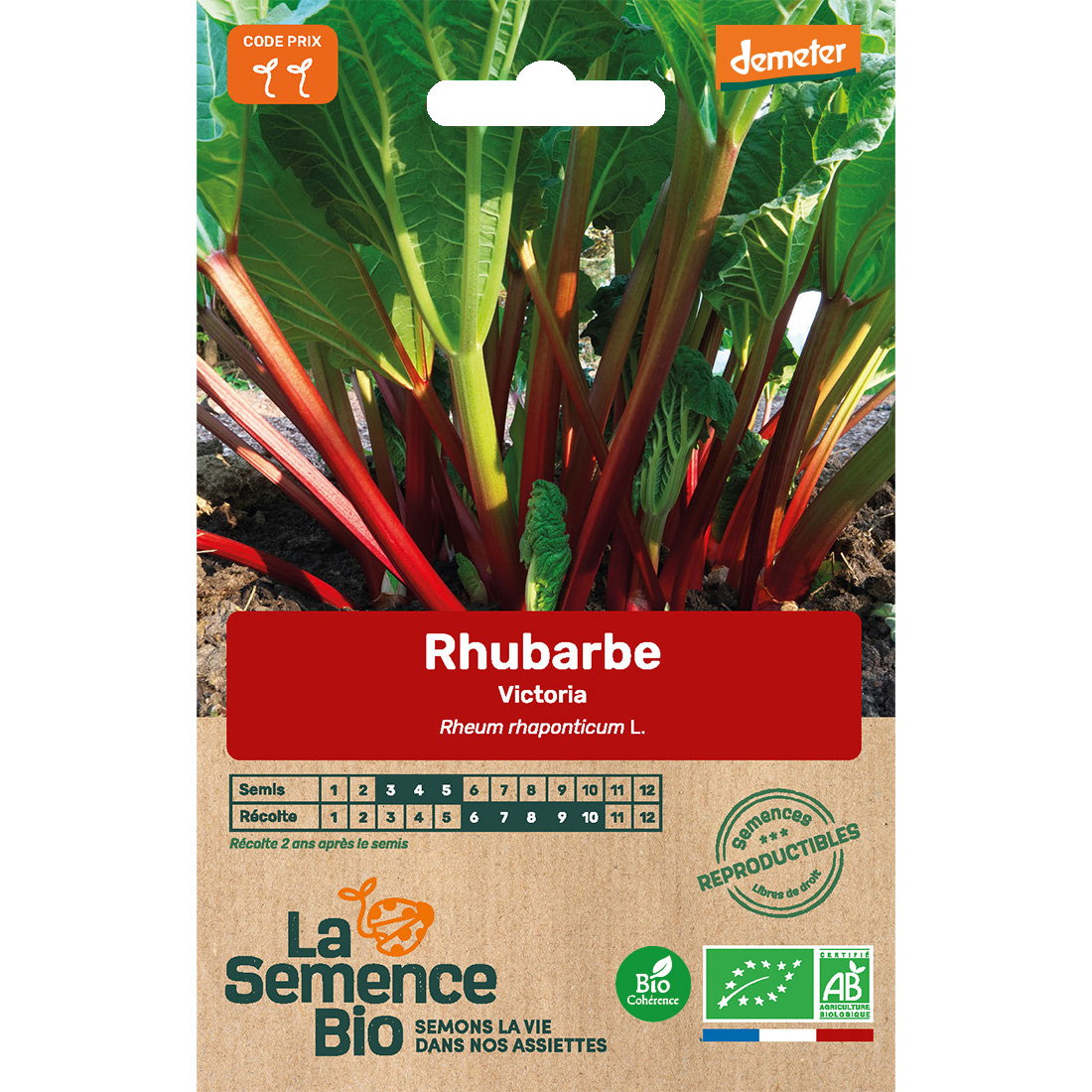 Graines bio de rhubarbe victoria