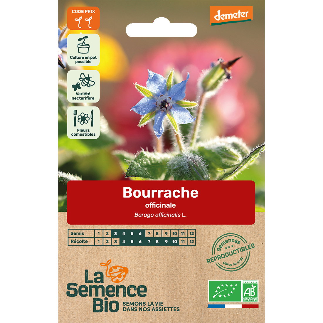 Graines bio de bourrache variété officinale