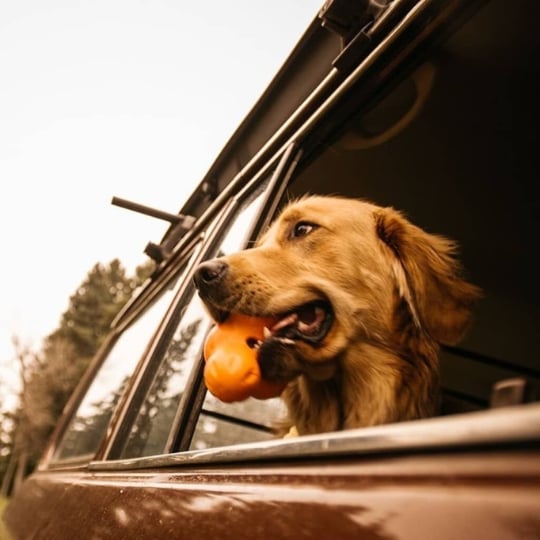 Jouet Pour Chiens Avec Zogoflex Tux Orange Mandarine L West Paw WEST PAW