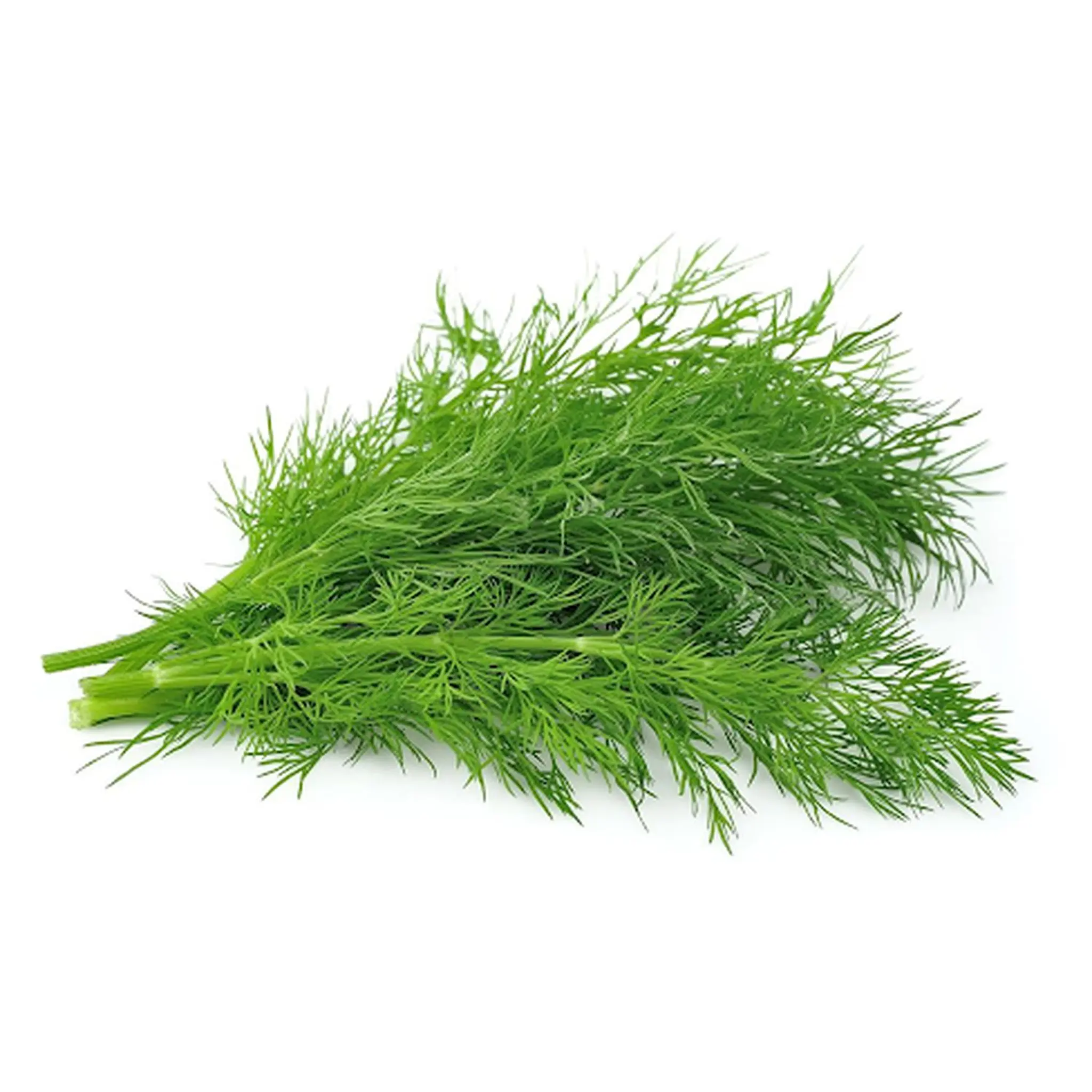 Aneth fraîche