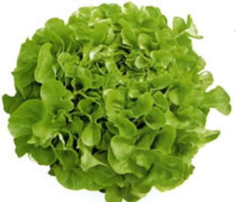 Salade feuille de chêne BIO, France