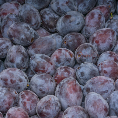Prune rouge primetime