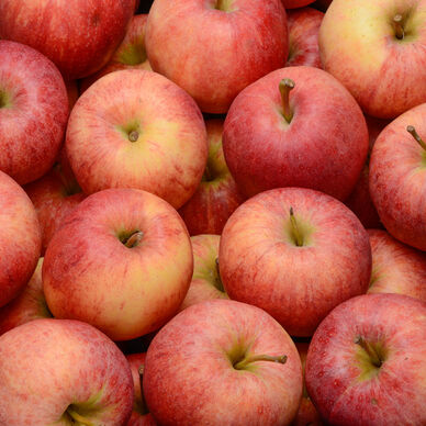 Pomme Gala