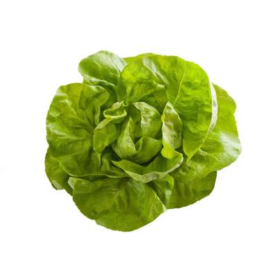 Salade laitue BIO, France