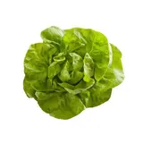 Salade laitue BIO, France