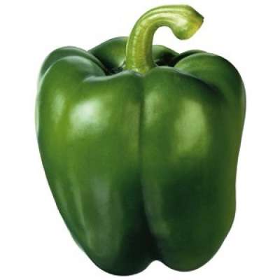 Poivron vert (gros calibre), Pays-bas