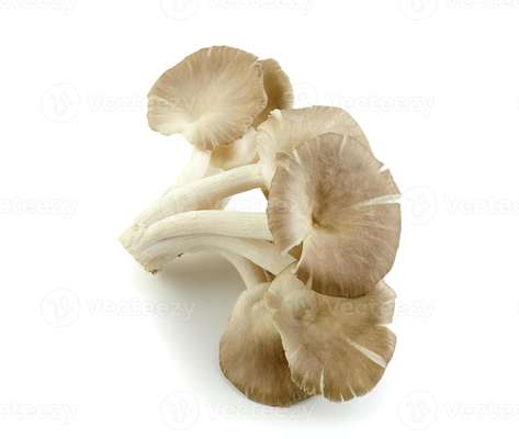 Barquette de pleurotes (200 g), France