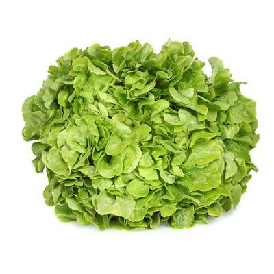 Salade feuille de chêne blonde HVE, France