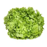 Salade feuille de chêne blonde HVE, France