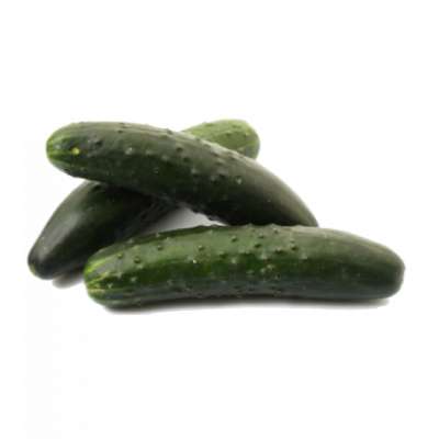 Lot de 3 Concombres court "noa" de Provence - direct producteur (calibre moyen), France
