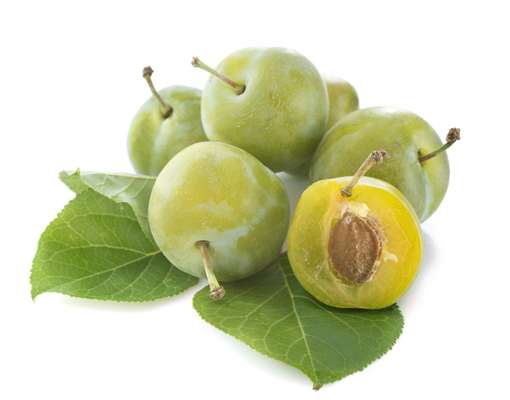 Prune verte type Reine Claude "à murir", France
