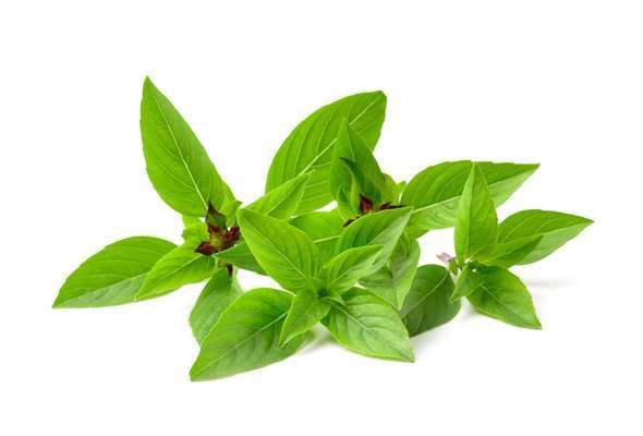 Basilic thaï (sachet de 100 g), France
