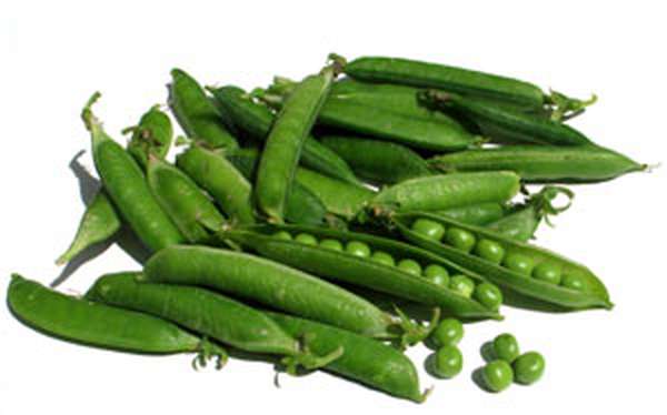 Petits pois frais BIO "récoltés main" du Finistère nord - direct producteur, France