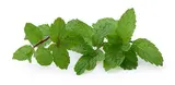 Menthe botte de Seine-et-Marne - direct producteur, France