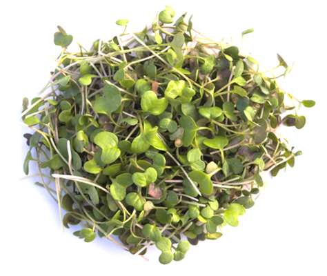 Micro-pousses de moutarde, Ile-de-France, Paysan Urbain (20 g), France