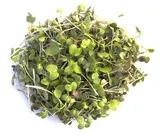 Micro-pousses de moutarde, Ile-de-France, Paysan Urbain (20 g), France
