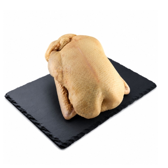 Canard de Barbarie