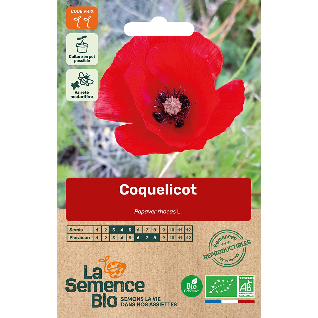 Graines bio de coquelicot des champs