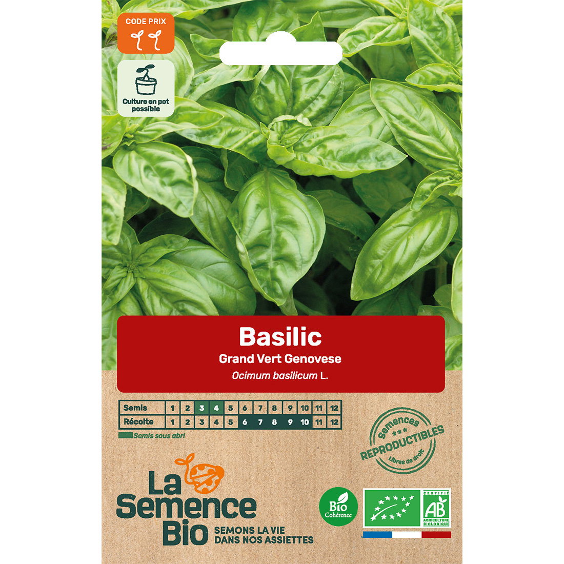 Graines bio de basilic genovese type grand vert