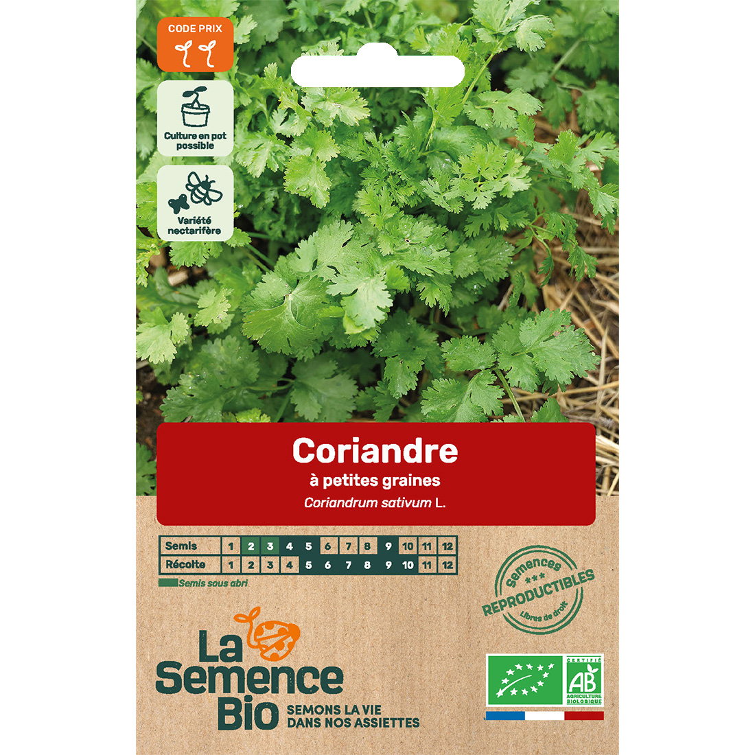 Graines bio de coriandre variété à petites graines