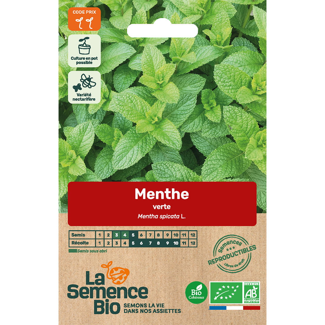 Graines bio de menthe verte