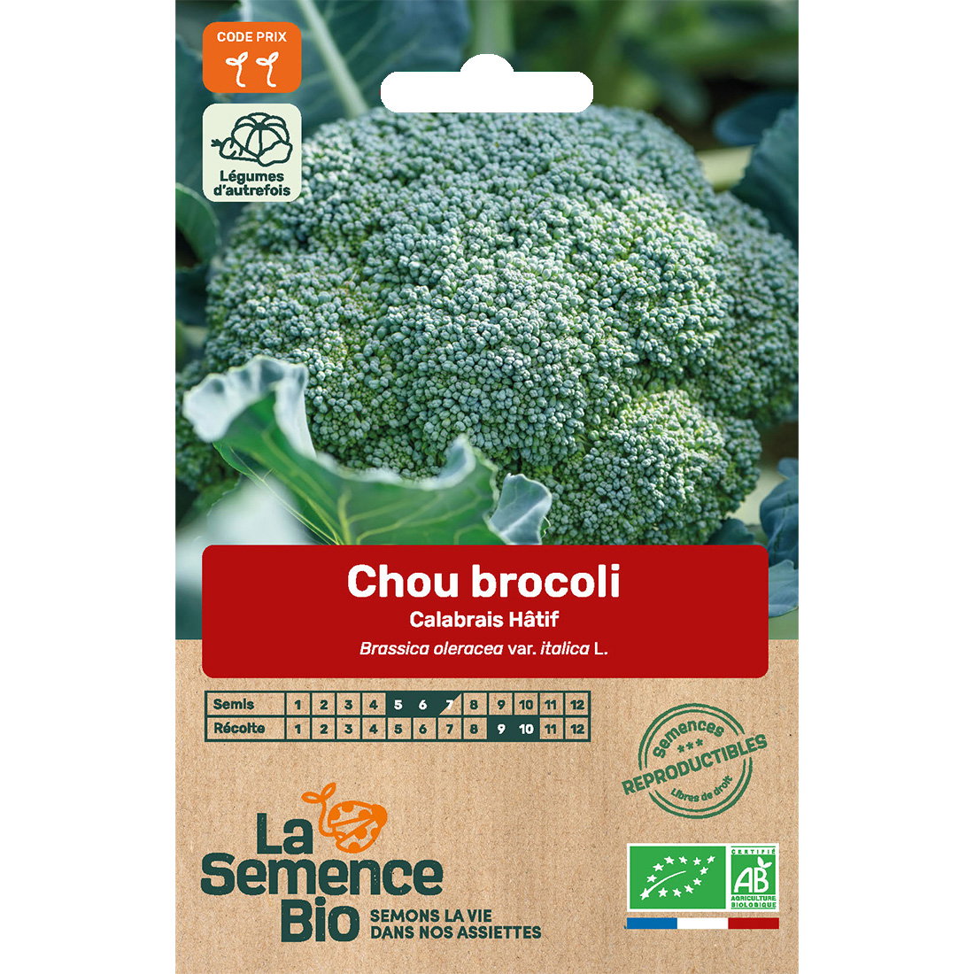 Graines bio de brocoli calabrais hâtif