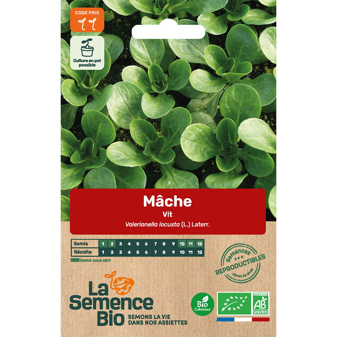 Graines bio de mâche vit