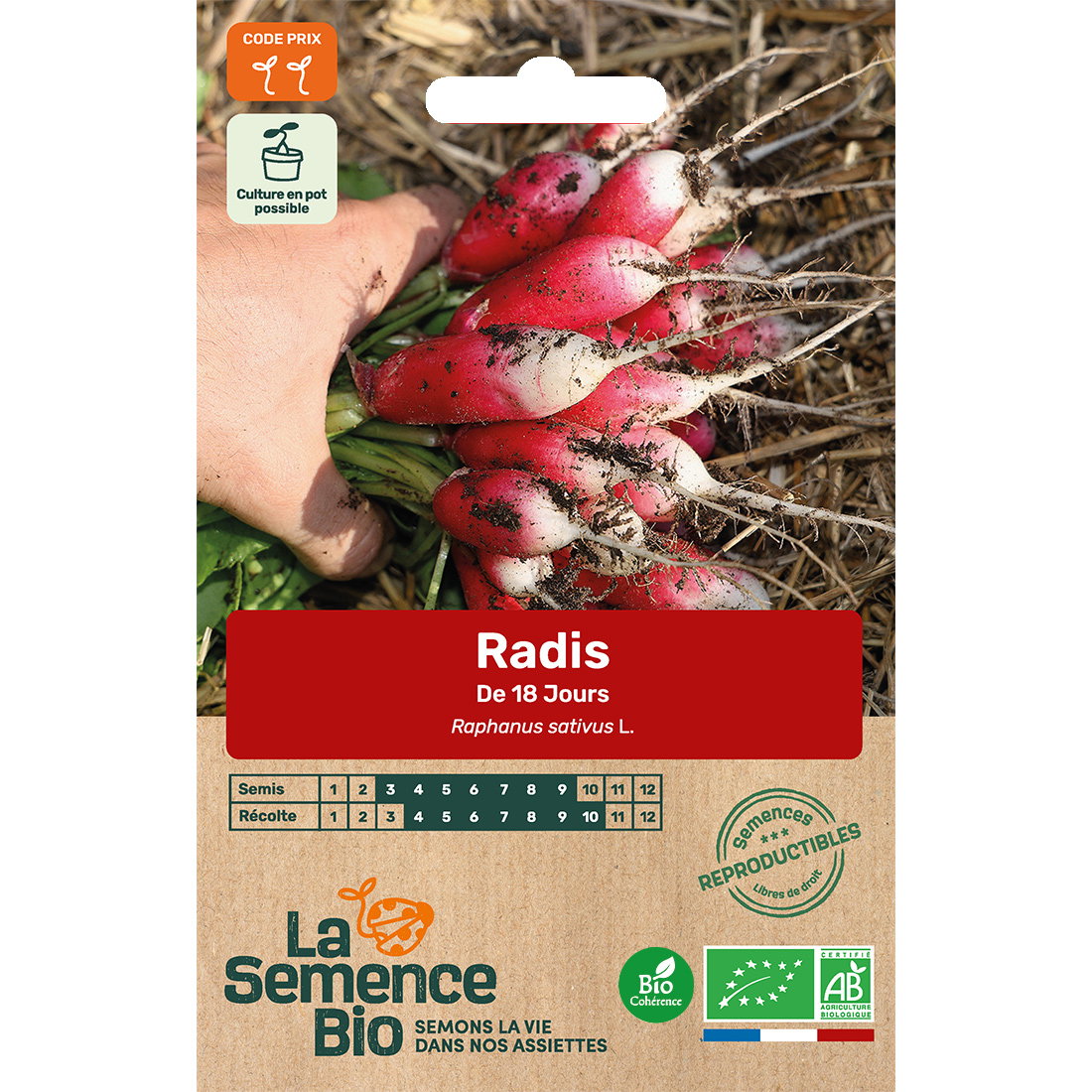 Graines bio de radis variété de 18 jours
