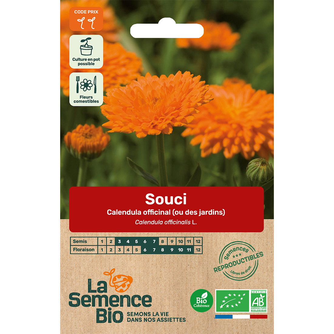 Graines bio de souci des jardins