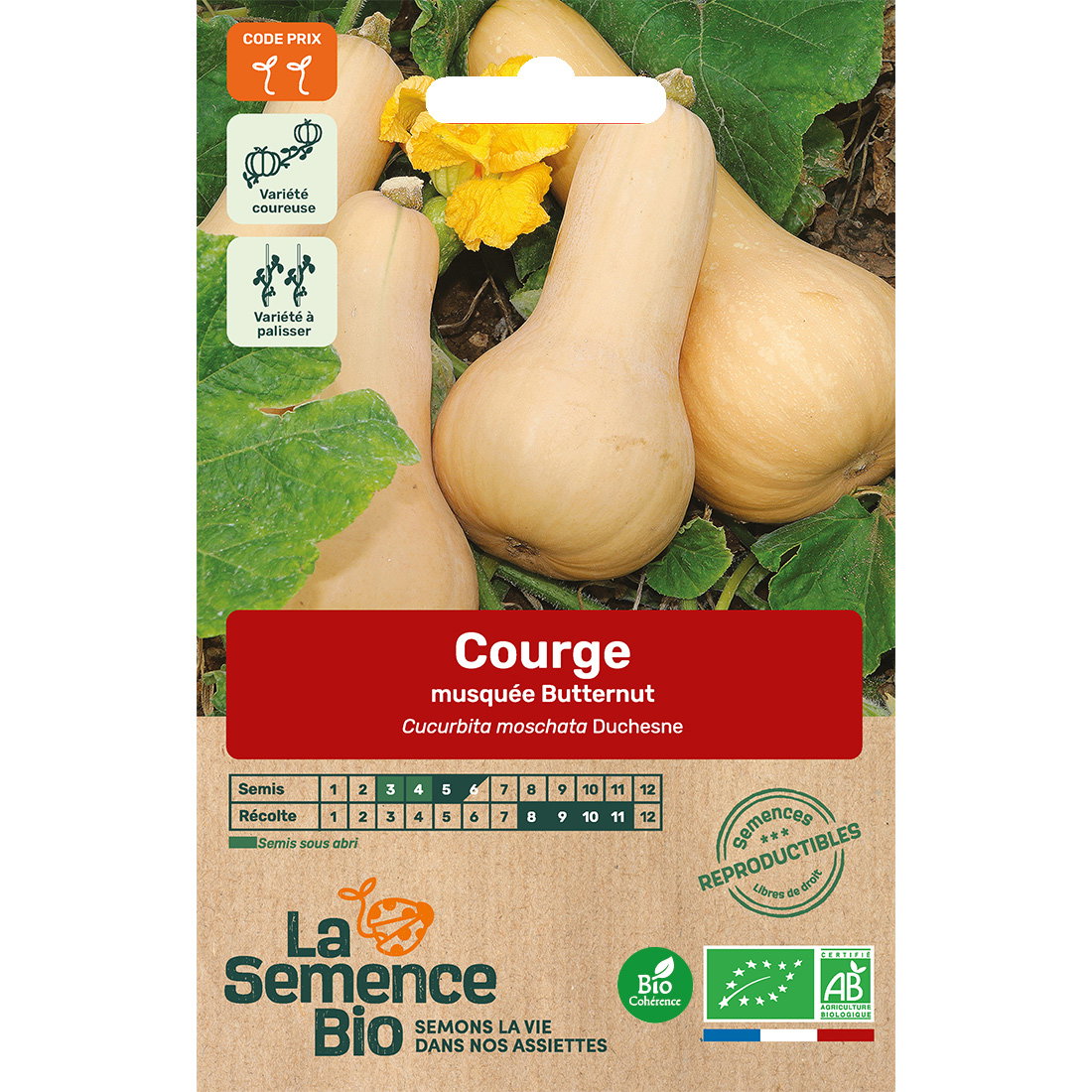 Graines bio de courge variété musquée butternut
