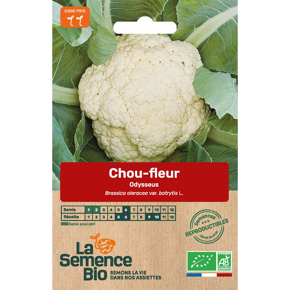 Graines bio de chou-fleur odysseus