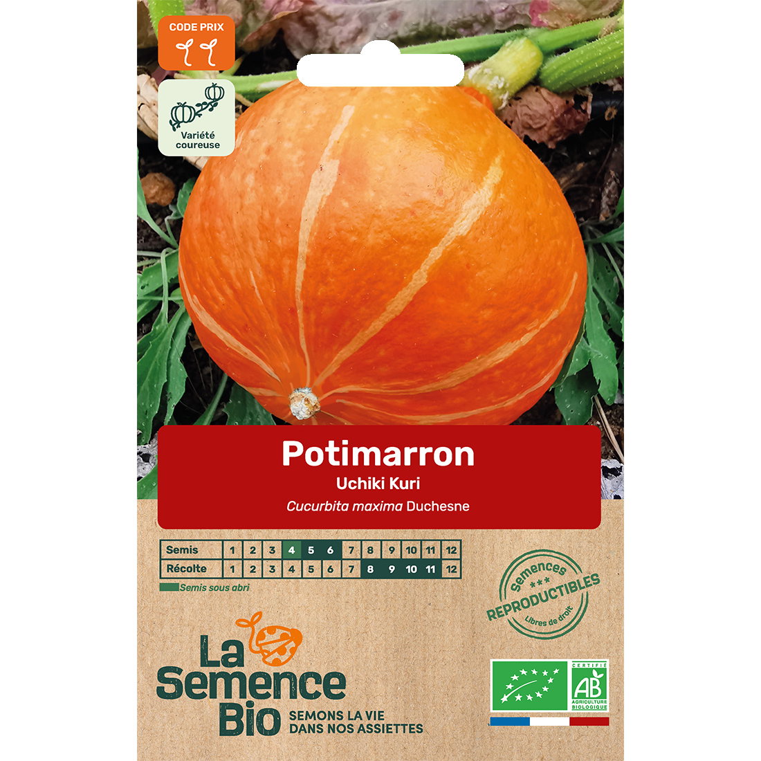 Graines bio de potimarron variété uchiki kuri