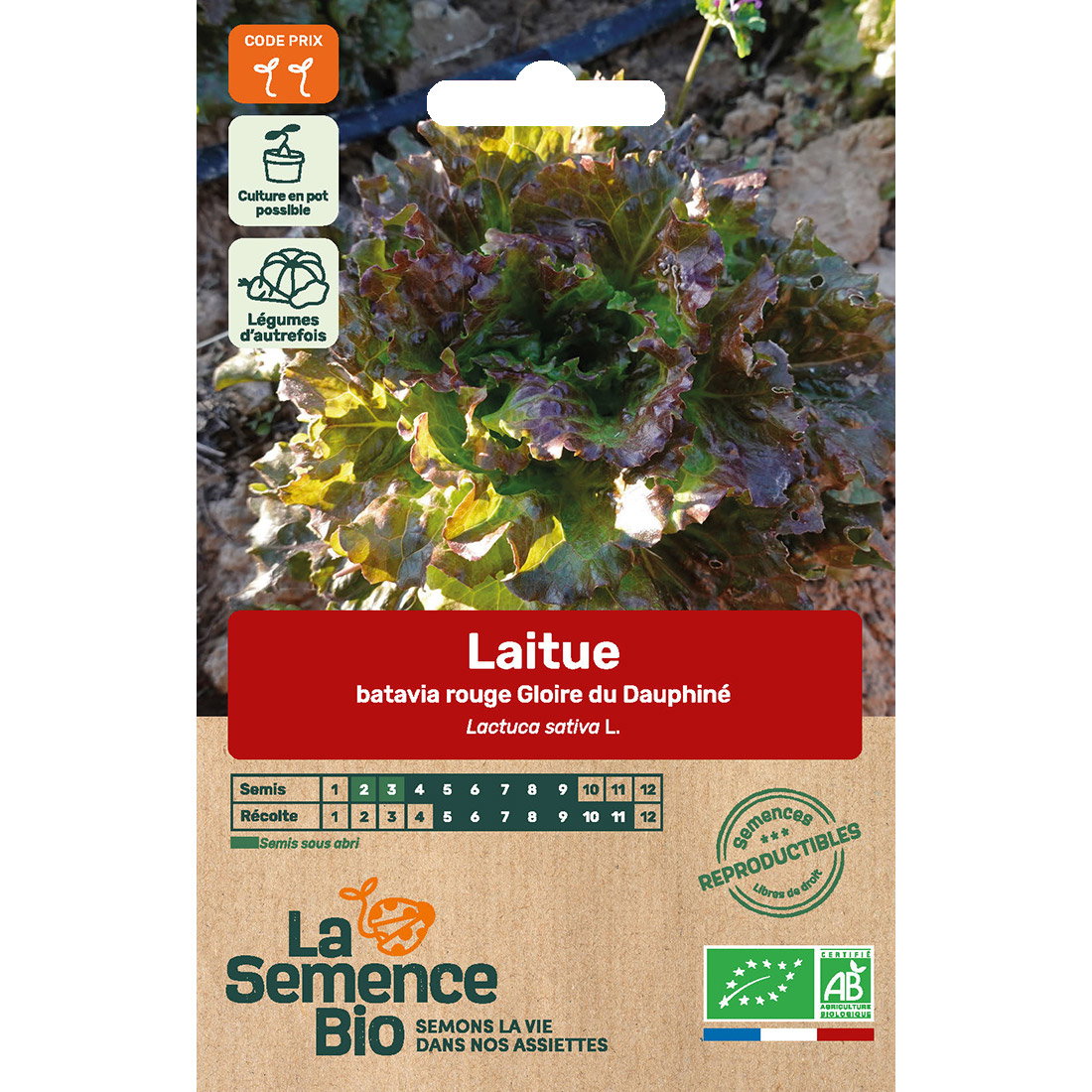 Graines bio laitue batavia rouge gloire du dauphiné