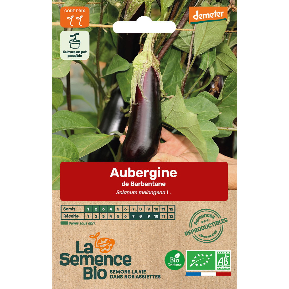 Graines bio de aubergine de barbentane