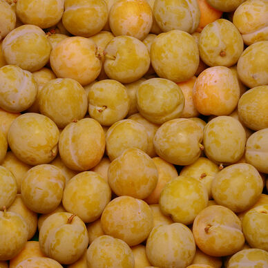 Prune jaune mirabelle