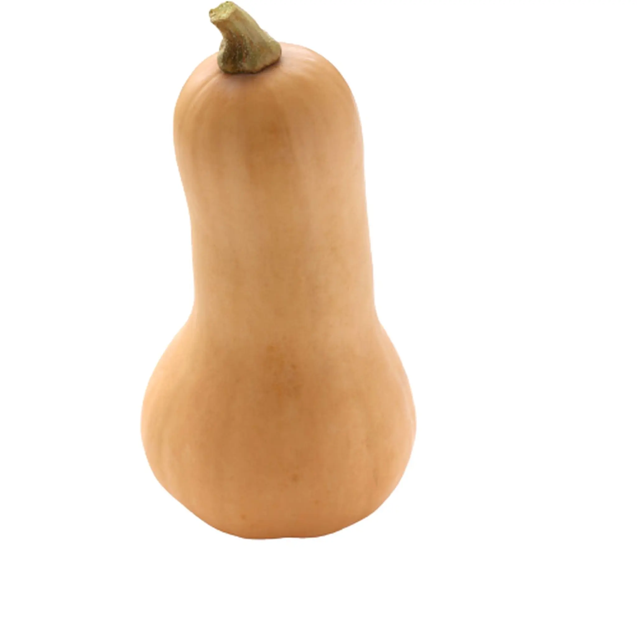 Butternut