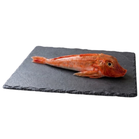 Grondin Rouge