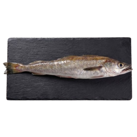 Merlu Côtier