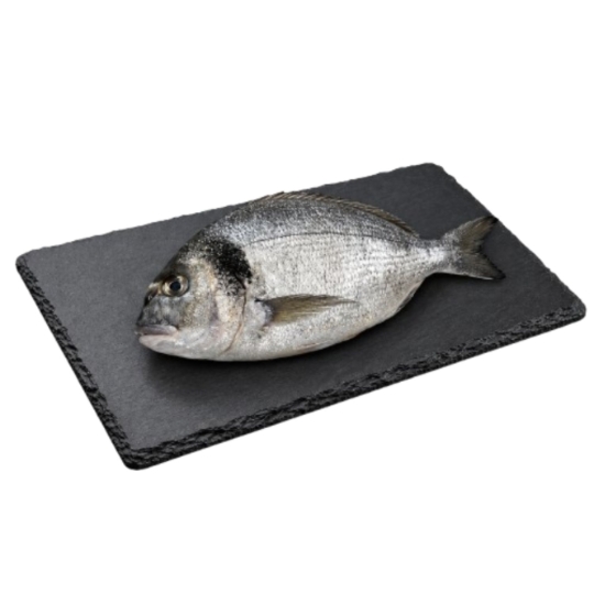 Dorade Grise Côtière Gros