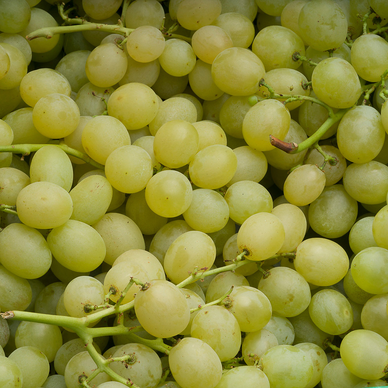 Raisin blanc Italia