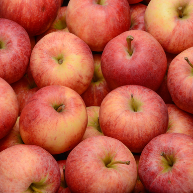 Pomme Gala