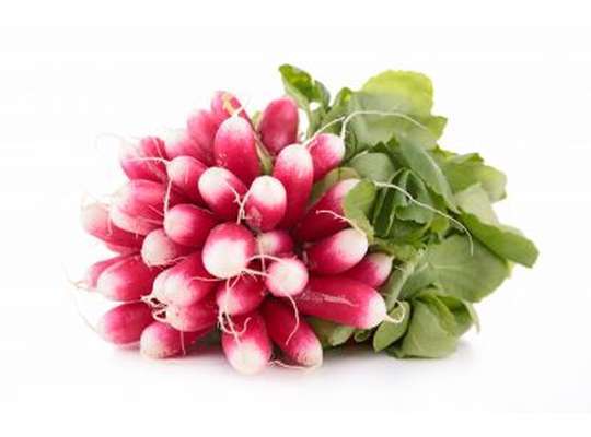 Radis rose botte BIO du Finistère Nord - Direct producteur, France