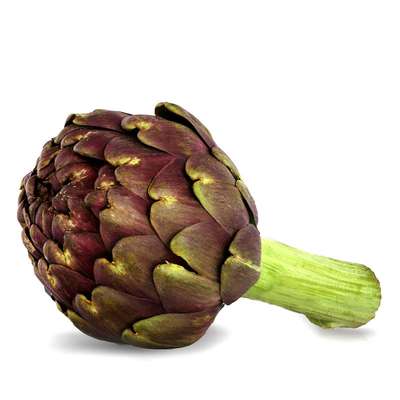 Artichaut violet BIO du Finistère nord - direct producteur (petit calibre), France