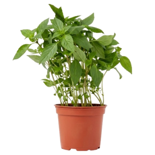 Basilic Thai Bio