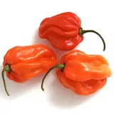 Piment habanero rouge/vert/orange ou "piment antillais" (environ 100 g), France