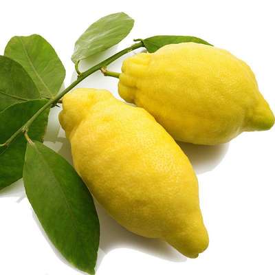 Cédrat BIO de Corse (300 à 600g) (calibre moyen), France