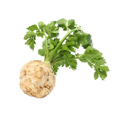 Céleri rave BIO du Finistère Nord - Direct producteur (0.6 à 1 kg) (calibre moyen), France