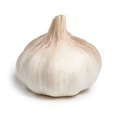 Ail blanc BIO du Sud-Ouest - direct producteur (calibre moyen), France