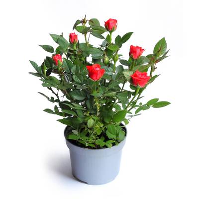 Fleur Mini Rosier Rouge, 1 Pot