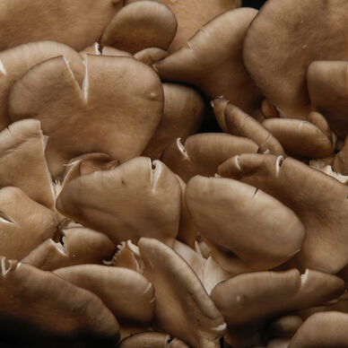 Pleurote grise